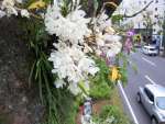 上品な白色のデンドロビュームの花