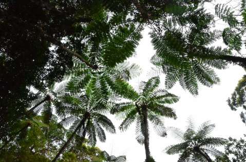 ヒカゲヘゴが生い茂る世界自然遺産候補地の金作原原生林＝奄美市