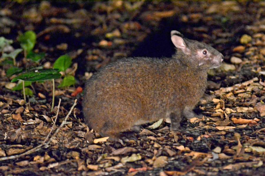 世界自然遺産候補地の奄美大島の照葉樹林に生息するアマミノクロウサギ＝奄美市住用