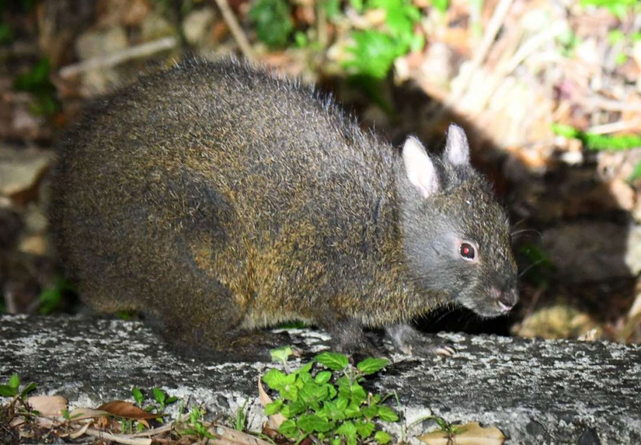 道端に現れたアマミノクロウサギ。草食性で主に夜間活動する