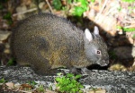 道端に現れたアマミノクロウサギ。草食性で主に夜間活動する