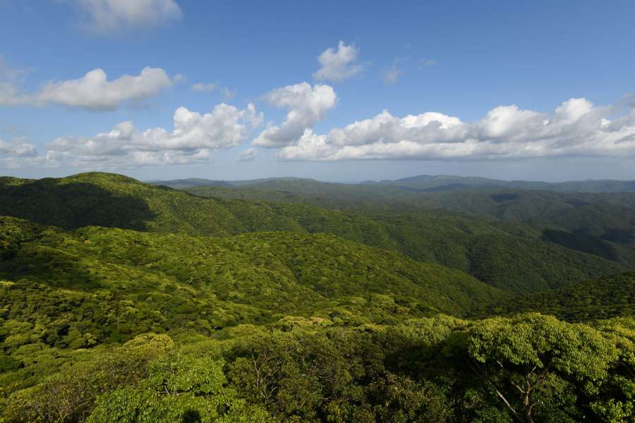 湯湾岳の麓に広がる世界自然遺産候補地の森＝宇検村の湯湾岳展望台から撮影