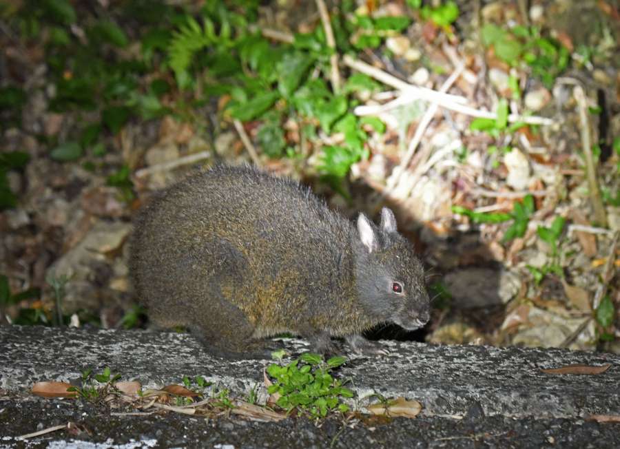 奄美大島と徳之島にのみ生息する国の特別天然記念物アマミノクロウサギ＝４月２７日、奄美市住用