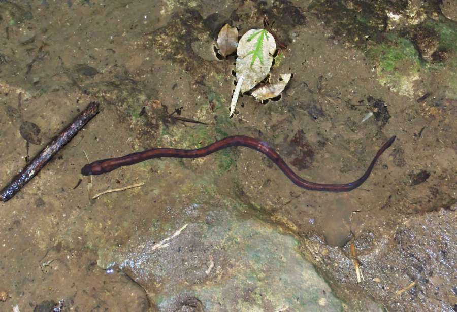 ウンブキアナゴは浅間湾屋の洞窟で生息が確認されている（山田文彦さん提供）