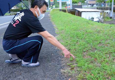 メリケントキンソウが繁殖している歩道脇の草地＝霧島市隼人町姫城