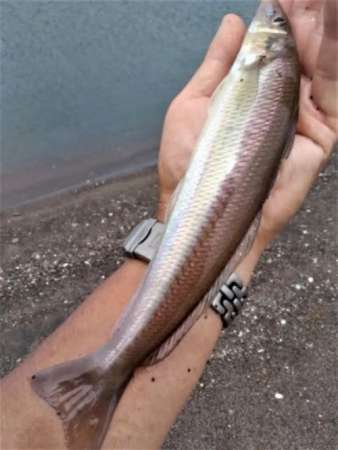 釣り上げたキス＝鹿児島県内
