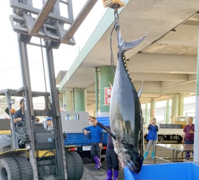 フォークリフトで市場に運び込まれたクロマグロ＝長島町諸浦の薄井漁港