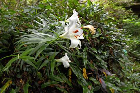岩の上にひっそりと咲くウケユリ。純白の花と赤いおしべの対比が鮮やか