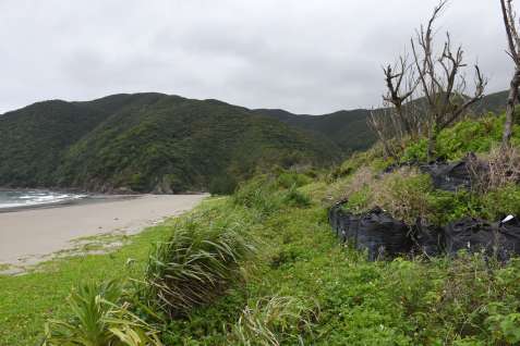 緩衝地帯に組み入れられた嘉徳海岸。砂浜は回復が続き、大型土のう（右）が見えなくなってきている＝１０日、瀬戸内町嘉徳
