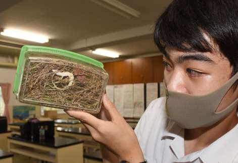 二股の尾を持つニホンカナヘビを興味深そうに観察する高校生
