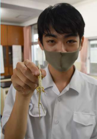 指宿高校で見つかった二股の尾を持つニホンカナヘビ