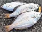 夏の接岸ヒラメは小ぶりでも数が狙える