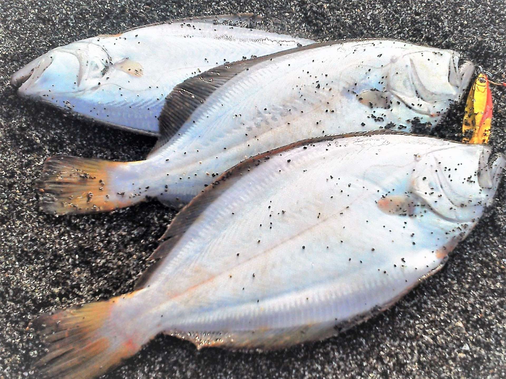夏の接岸ヒラメは小ぶりでも数が狙える