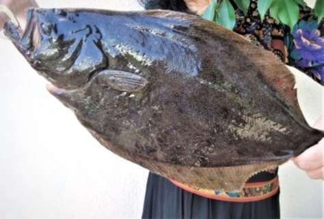 一度は釣ってみたい、釣り人に人気のヒラメ