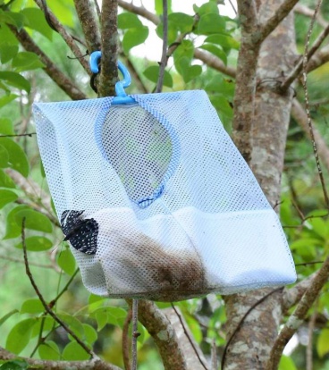 木の枝に掛けられた昆虫トラップに止まるチョウ＝奄美市住用（資料写真）