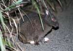 徳之島の一部地域で見られる後ろ足が白いアマミノクロウサギ＝徳之島町母間