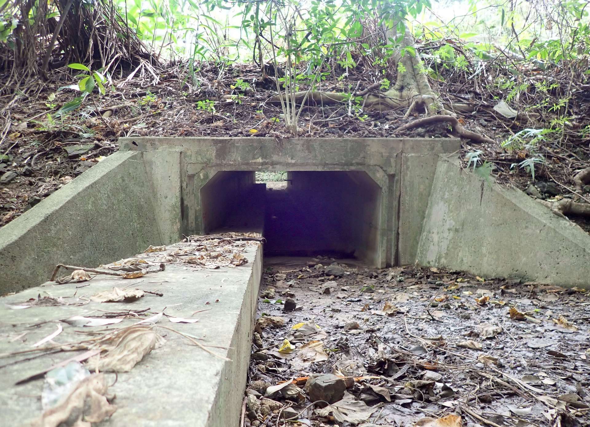 県道下に造られた動物専用の通り道＝沖縄県竹富町の西表島（環境省西表野生生物保護センター提供）
