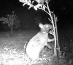 タンカンにかじりつくアマミノクロウサギ＝２０２０年１月、大和村（鹿児島大学農学部家畜管理学研究室提供）