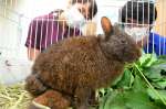手術を受けて療養中のアマミノクロウサギ＝５月、奄美市名瀬のゆいの島どうぶつ病院
