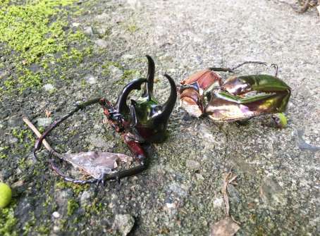 発見されたアトラスオオカブトの死骸＝瀬戸内町古仁屋（環境省提供）
