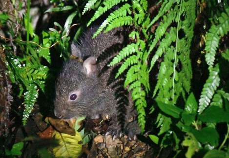 奄美大島と徳之島にのみ生息する国指定特別天然記念物のアマミノクロウサギ