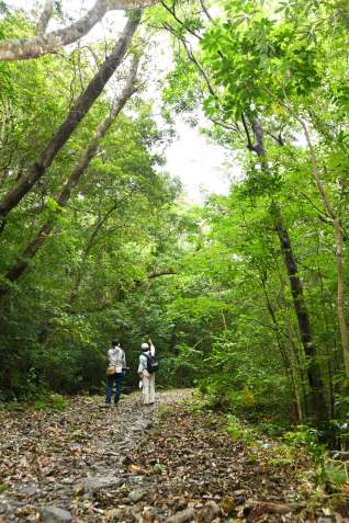 緑のトンネルを作る照葉樹林＝徳之島・剥岳（はげだけ）林道