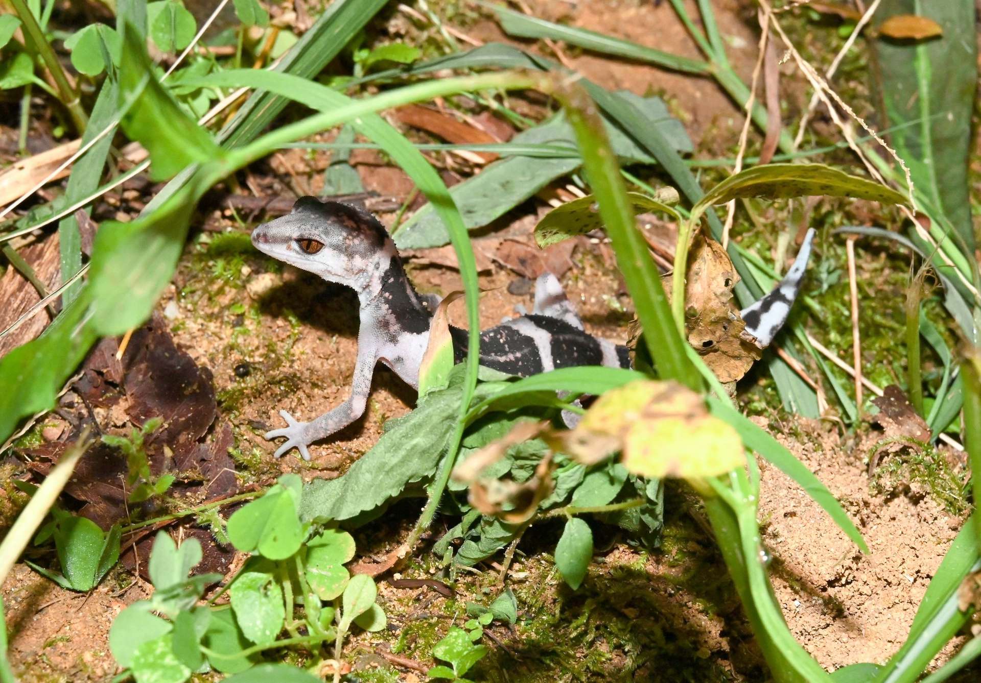 恐竜のようなりりしい顔で、よちよち歩く姿が愛らしいオビトカゲモドキ＝徳之島町母間
