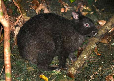 斜面でじっとしているアマミノクロウサギ＝徳之島町の林道山クビリ線