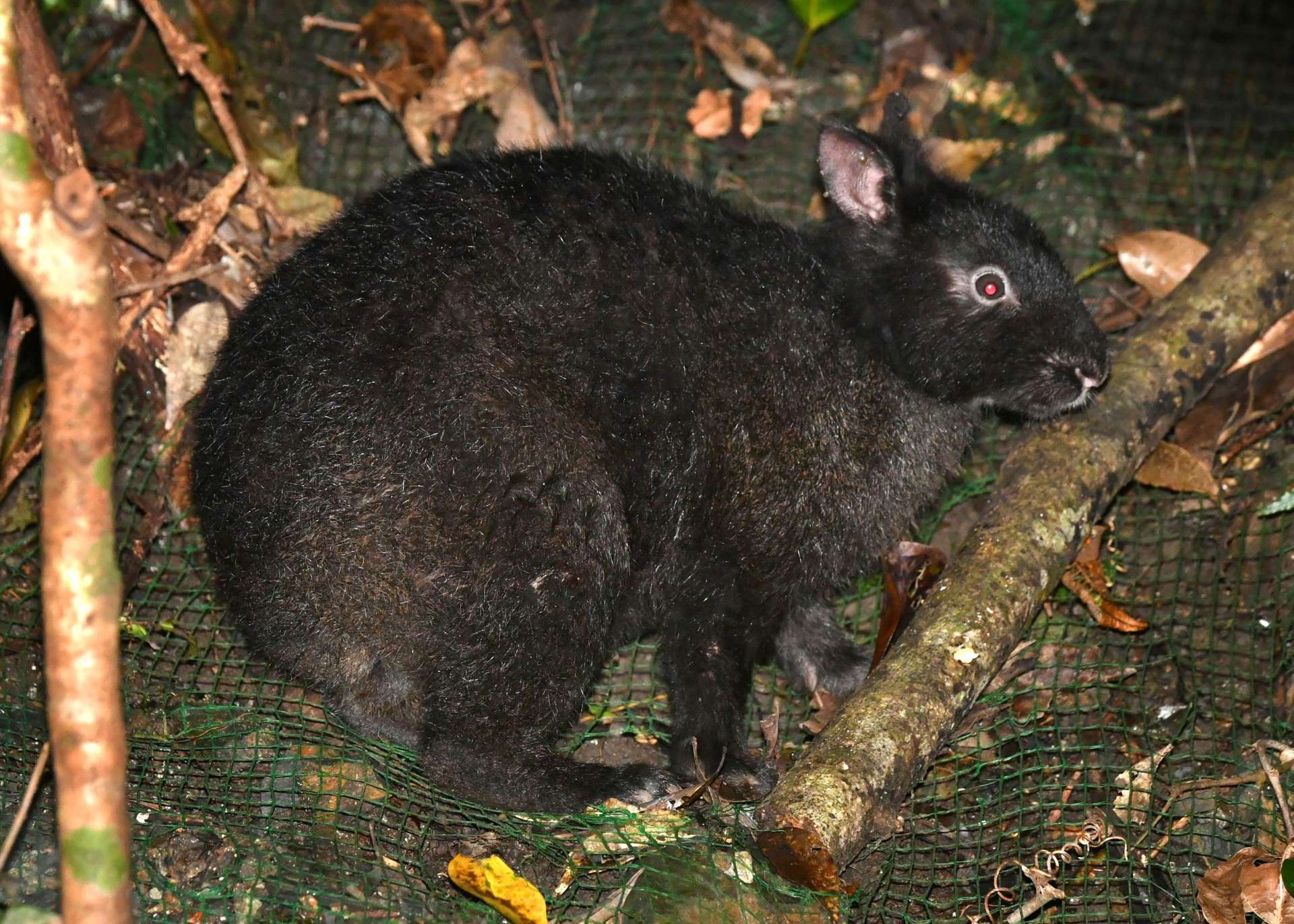 斜面でじっとしているアマミノクロウサギ＝徳之島町の林道山クビリ線