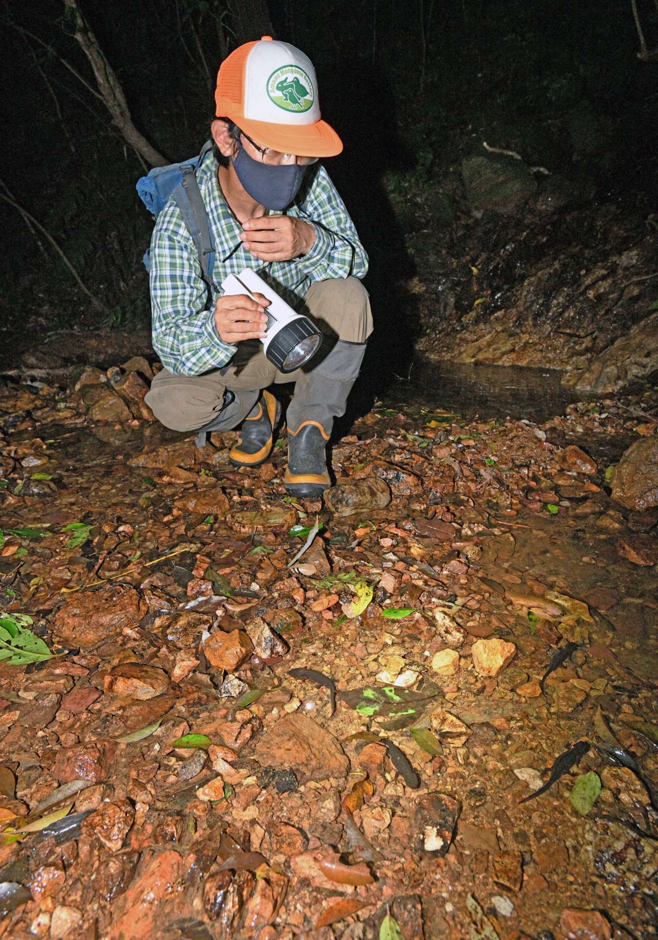 個体数が増えているオットンガエルの産卵場所を確認する山室一樹さん＝７日、大和村