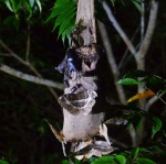 バナナを入れた昆虫捕獲用のトラップに集まるクワガタ＝７月５日、伊仙町