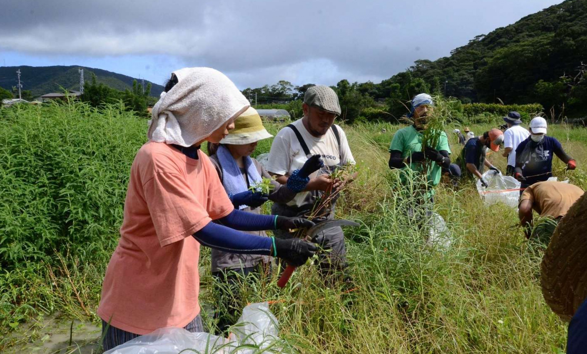 休耕田で外来植物を刈り取る住民有志＝龍郷町大勝
