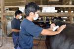 機械を牛に当てて肉質をチェックする生徒＝鹿屋市の鹿屋農業高校