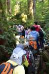 登山者で渋滞する縄文杉登山道＝２０１３年５月４日、ウィルソン株前