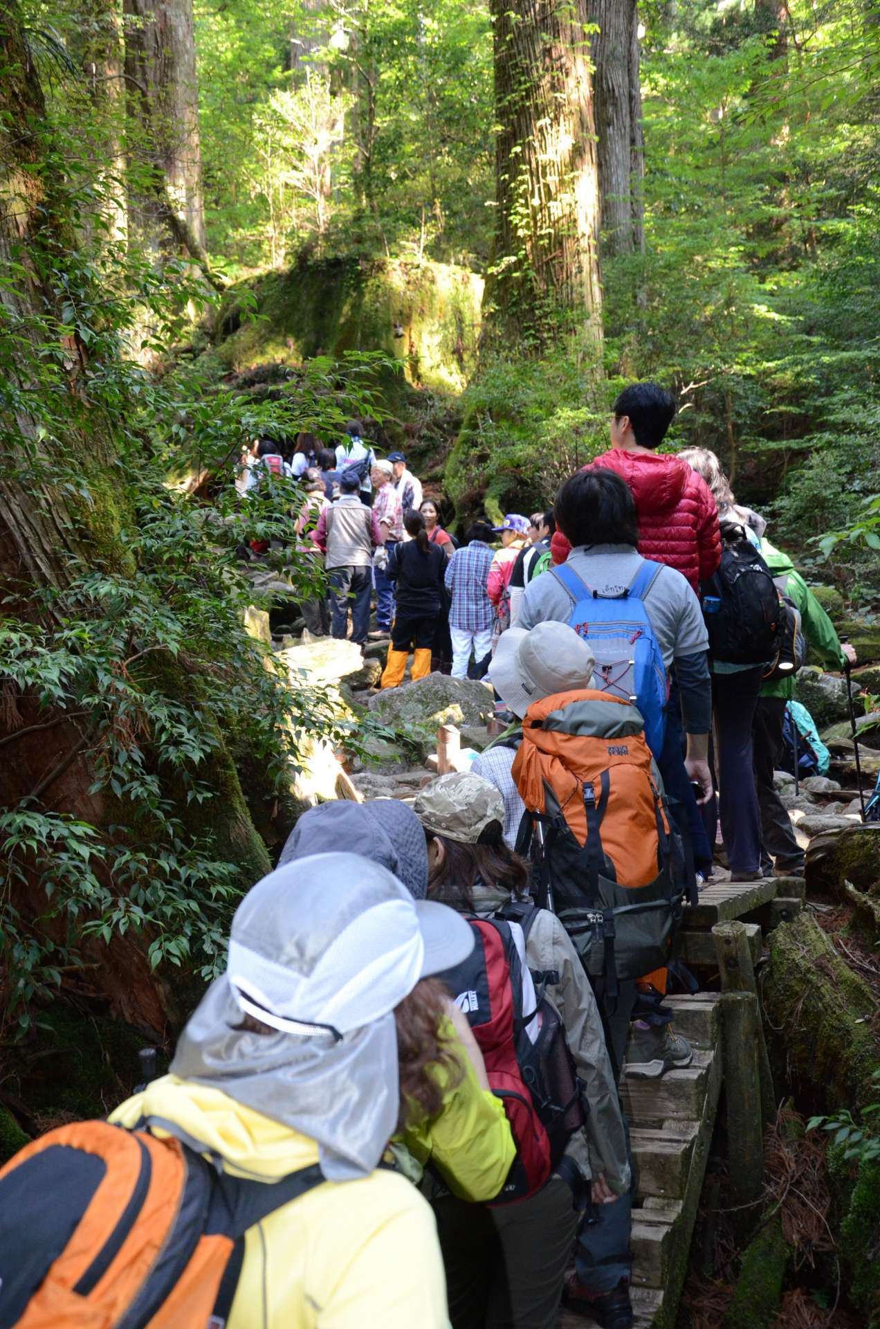 登山者で渋滞する縄文杉登山道＝２０１３年５月４日、ウィルソン株前