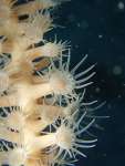 発見された「カナボウヤギスナギンチャク」（かごしま水族館提供）