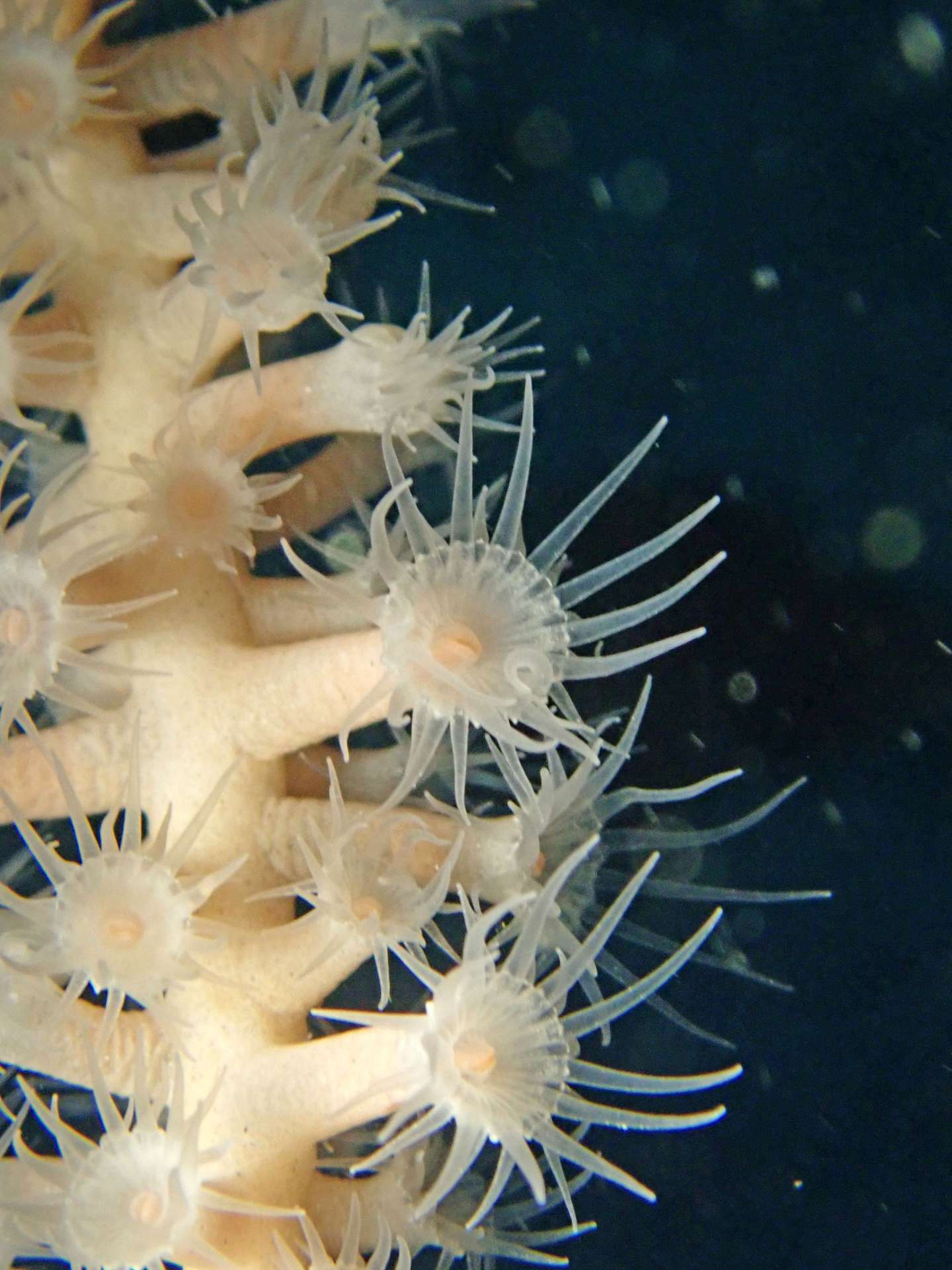 発見された「カナボウヤギスナギンチャク」（かごしま水族館提供）