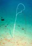 長さ０．５～１メートルほどの「カナボウヤギスナギンチャク」の群体（かごしま水族館提供）