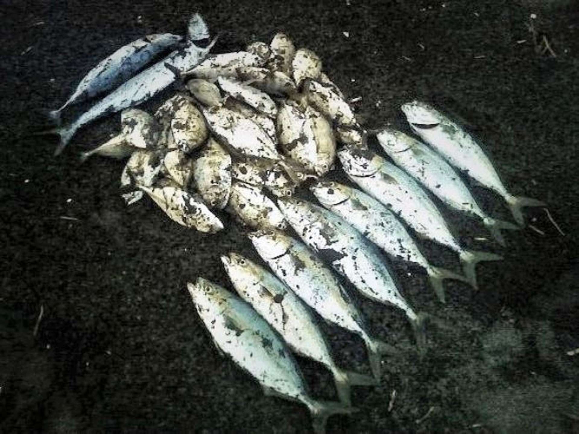 頴娃海岸でのナブラ撃ちの釣果。サーフトローリングの限界かも