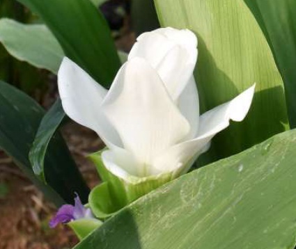 クルクマの花（拡大）
