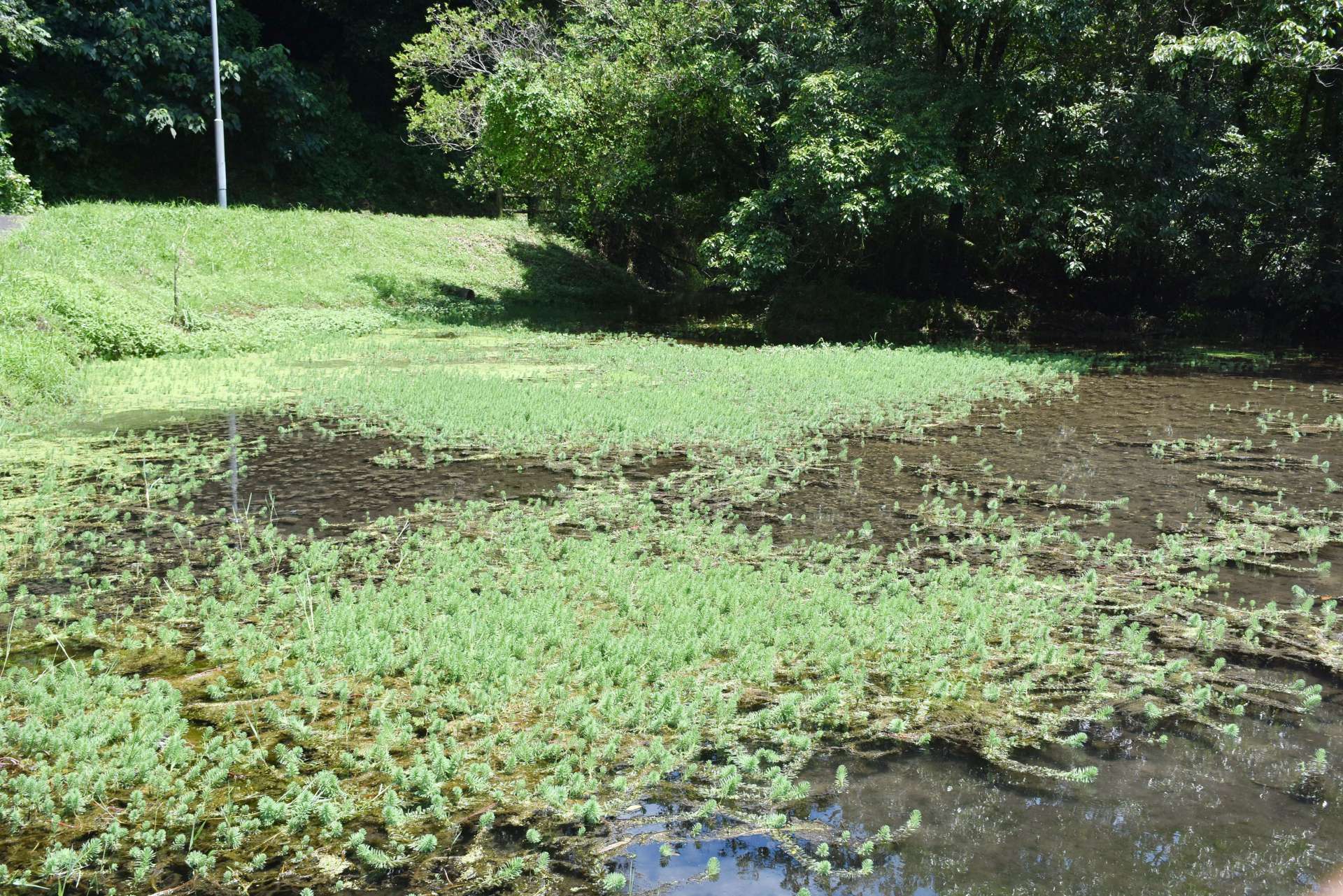 湧水池の水面に広がるオオフサモ＝志布志市有明