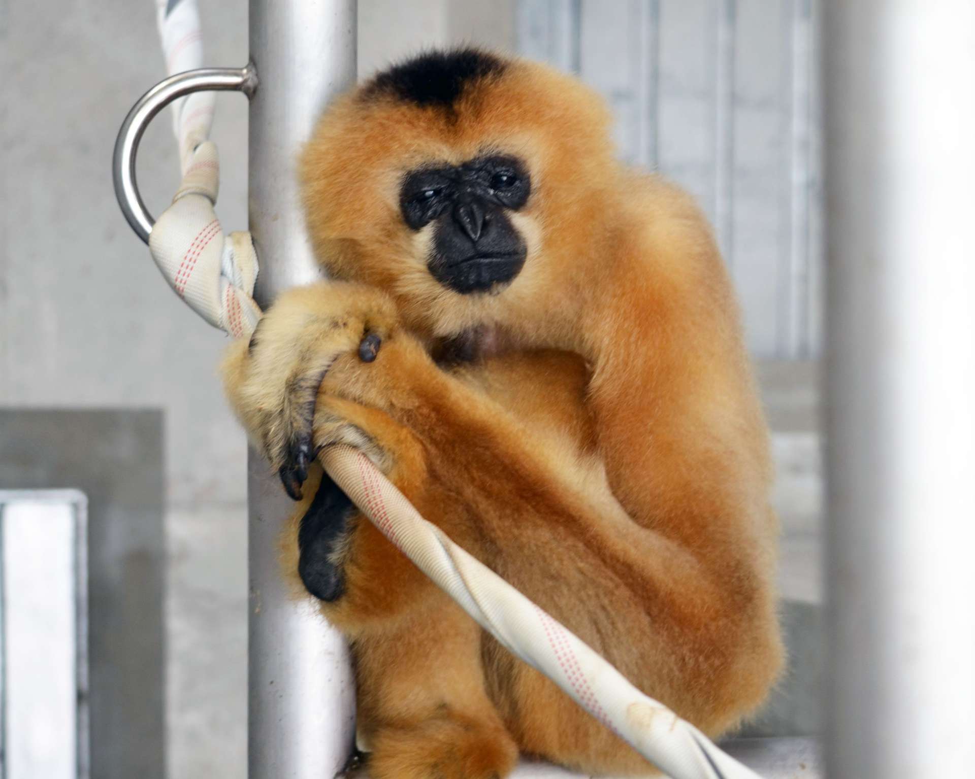 平川動物公園のホオジロテナガザル（同園提供）