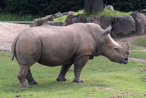 平川動物公園で飼育されているシロサイ（同園提供）