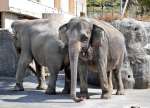 平川動物公園のインドゾウ（同園提供）