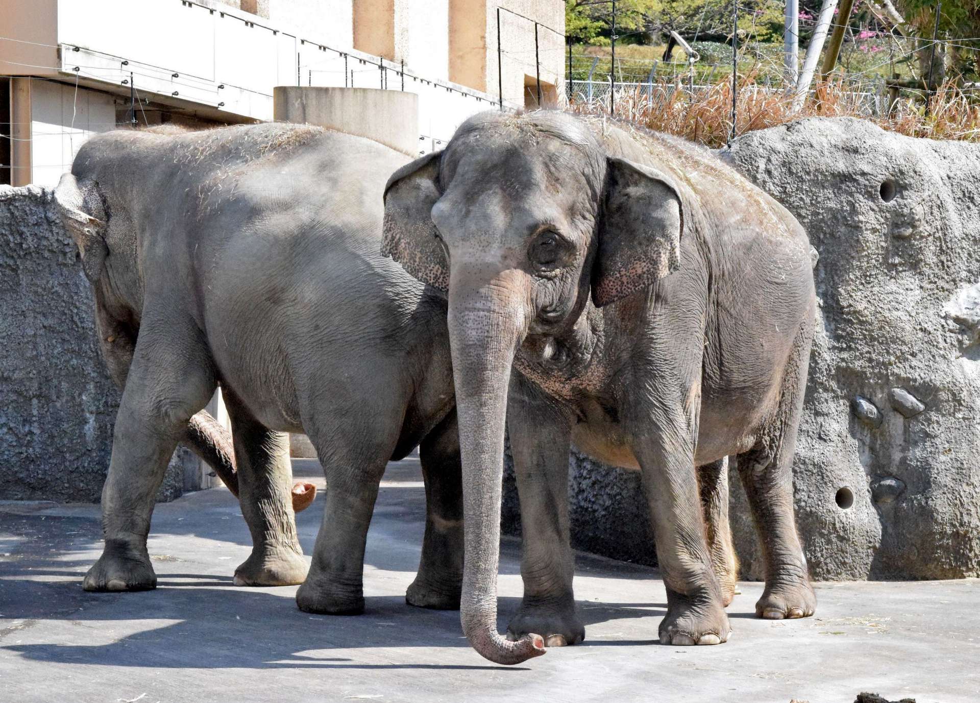 平川動物公園のインドゾウ（同園提供）