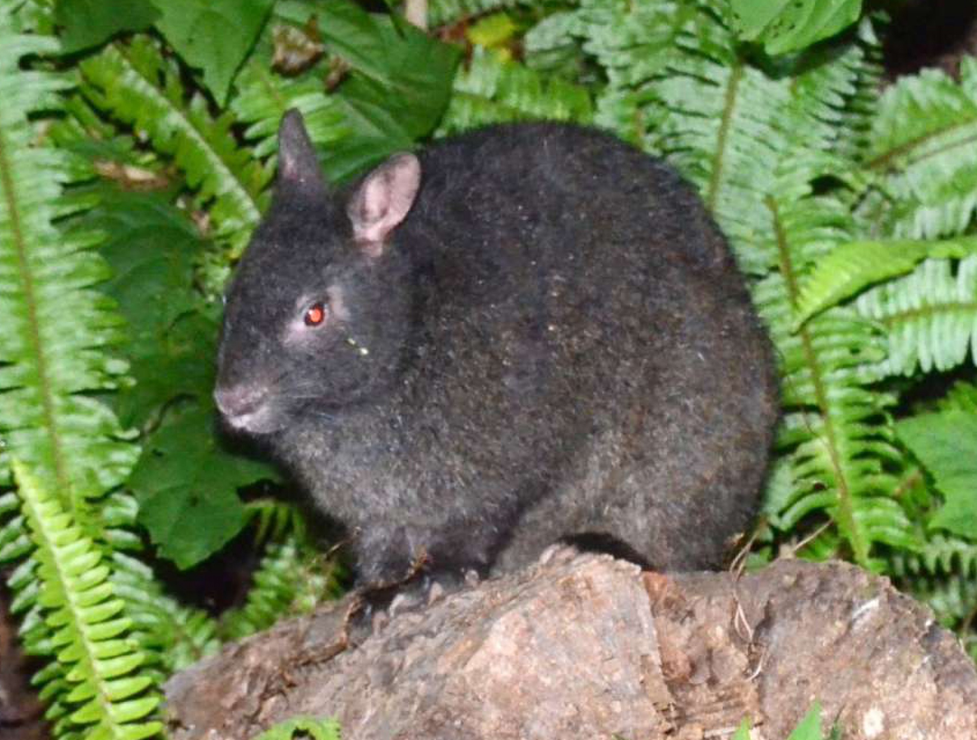 奄美大島と徳之島のみに生息する国指定特別天然記念物のアマミノクロウサギ