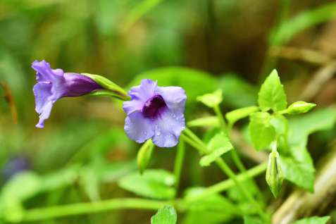 紫の花が愛らしいツルウリクサ＝２６日、奄美大島