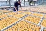 天日干しのためハウス内に広げられる薩摩西郷梅＝２８日、さつま町中津川の薩摩農産物加工センター
