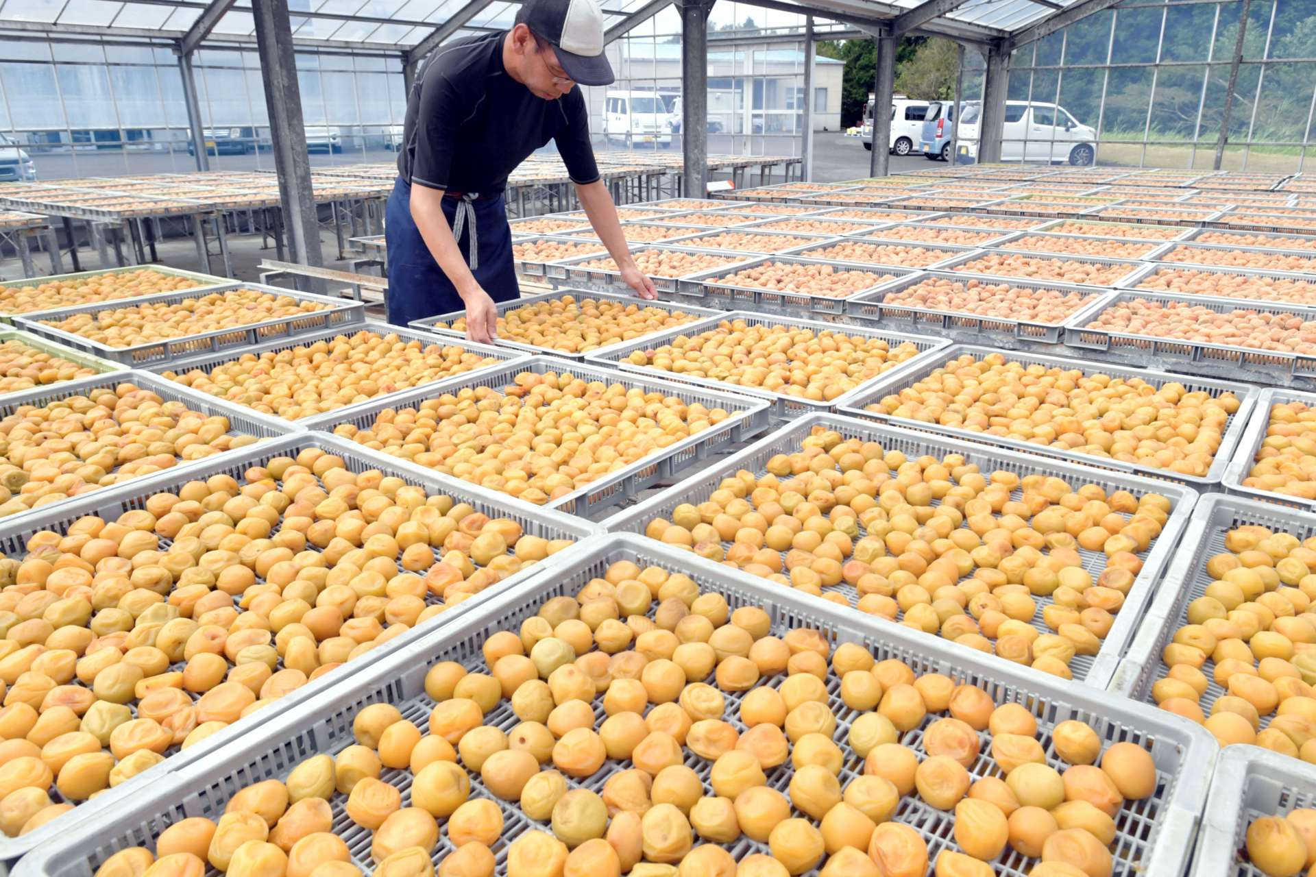 天日干しのためハウス内に広げられる薩摩西郷梅＝２８日、さつま町中津川の薩摩農産物加工センター