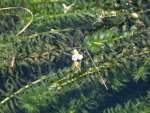 外来動植物に指定されるオオカナダモ（鹿児島県提供）